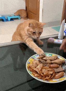 公猫贵还是母猫贵(养公猫和养母猫的六个不同点的建议)-图片7
